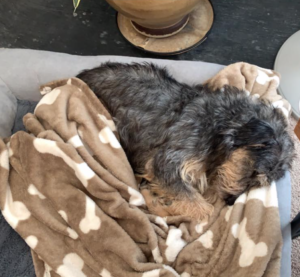 dog laying on a blanket